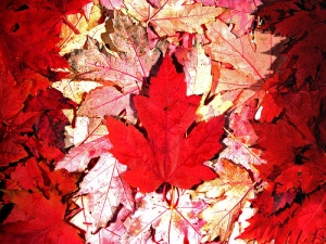 canadian-maple-leaf-flag